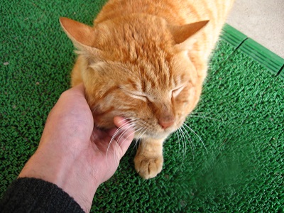 ICカードリーダと、ご近所さん_f0182936_21201025.jpg
