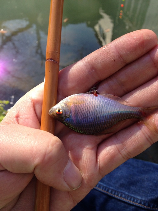 二月十六日にゃあな、金魚道場で虹が出たよ。_c0234439_07884.jpg