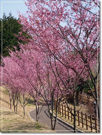 戸川公園の河津桜_d0013149_22383144.jpg