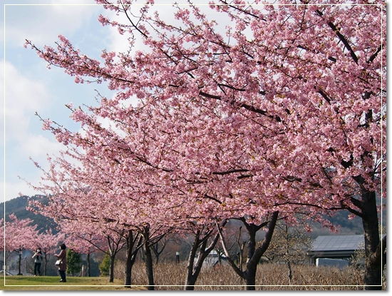 戸川公園の河津桜_d0013149_22531678.jpg