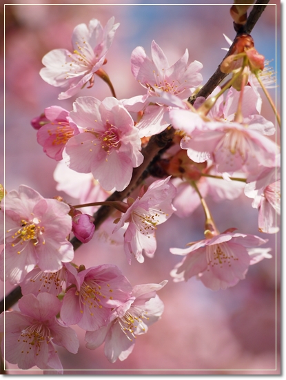 戸川公園の河津桜_d0013149_22562062.jpg