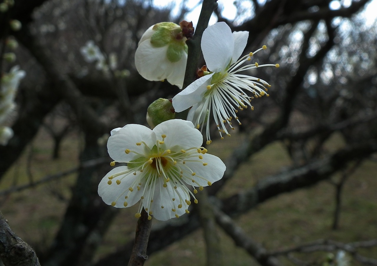 寒い日の…緑萼梅と冬桜と椿と、モンシロチョウも♪_a0018655_20113256.jpg