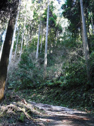 幻の白い「長生たけのこ」 収穫直前の潜入独占現地レポート その1_a0254656_1905521.jpg