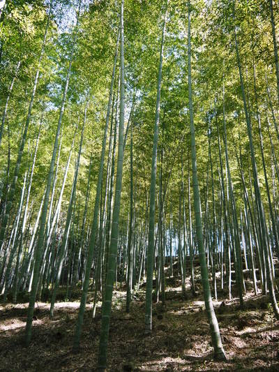 幻の白い「長生たけのこ」 収穫直前の潜入独占現地レポート その1_a0254656_19365482.jpg