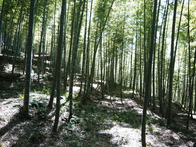 幻の白い「長生たけのこ」 収穫直前の潜入独占現地レポート その1_a0254656_19421267.jpg