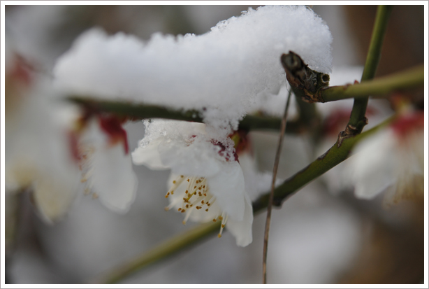 雪が降ったみたい_f0166164_8365723.jpg