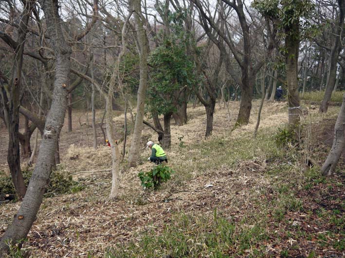 緑のレンジャーの六国見山展望台周辺の景観回復作業に参加_c0014967_7494273.jpg