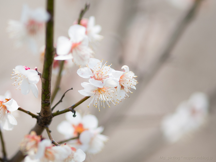 もうちょっとUME_e0097970_91517.jpg