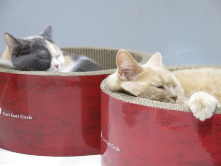Clicali loves \"Gari Gari Circle\"_c0108595_8452348.jpg