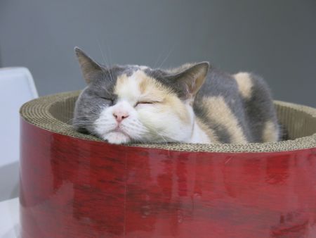 Clicali loves \"Gari Gari Circle\"_c0108595_8502338.jpg