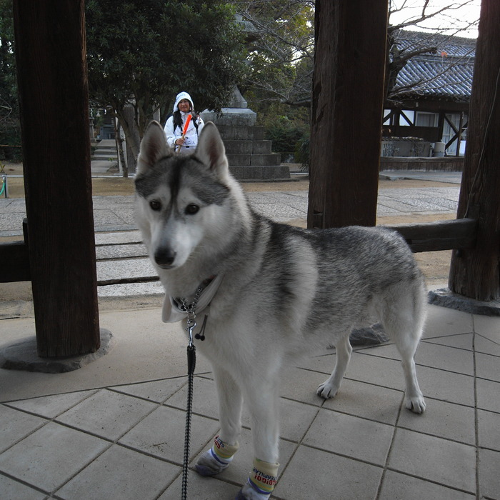 Memory of the second pilgrimage with husky HANA II_c0049299_2057799.jpg