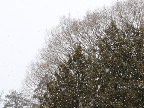 雪がわしわし降ってます(笑。_c0140599_116552.jpg