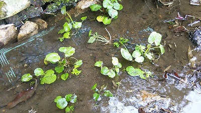 e0270403_2157466.jpg