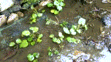 e0270403_21581536.gif