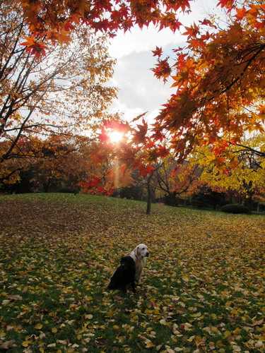 紅葉の中島公園_b0075609_2592795.jpg