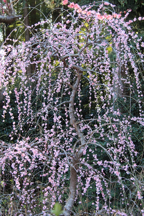 龍尾神社のしだれ梅_a0147813_2128291.jpg