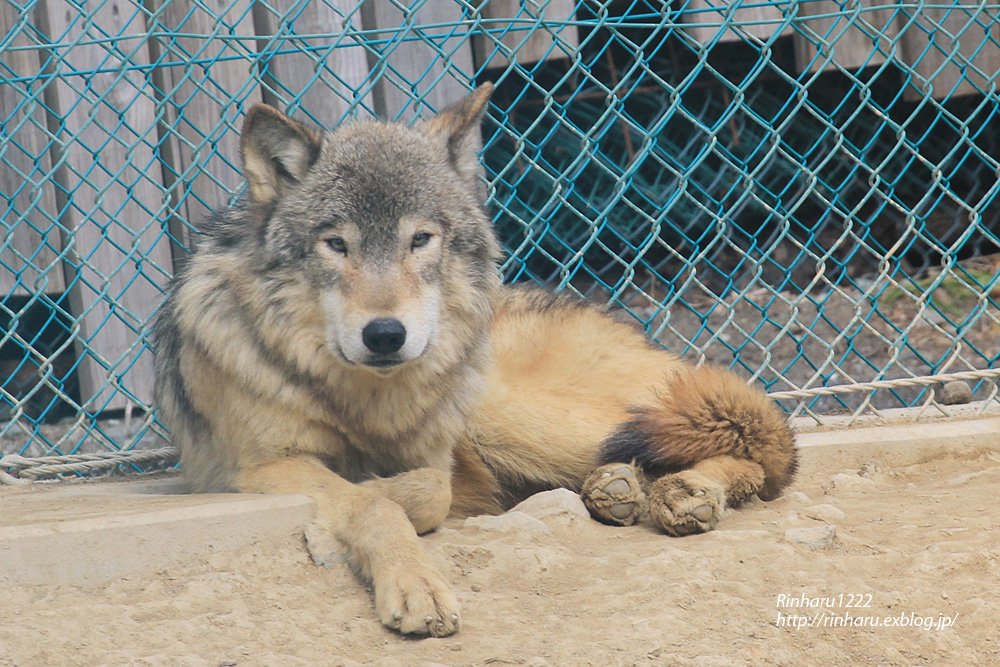 2014.3.1 群馬サファリ☆シンリンオオカミ【Shin phosphorus wolf】_f0250322_2255337.jpg