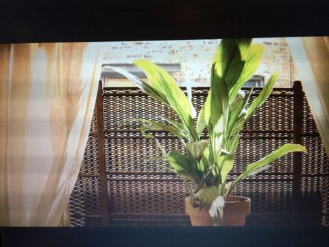 レオン 沖縄本礼賛