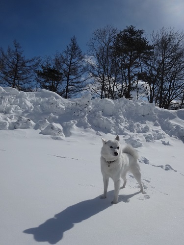 犬連れ小旅行　後半_a0024829_21461688.jpg