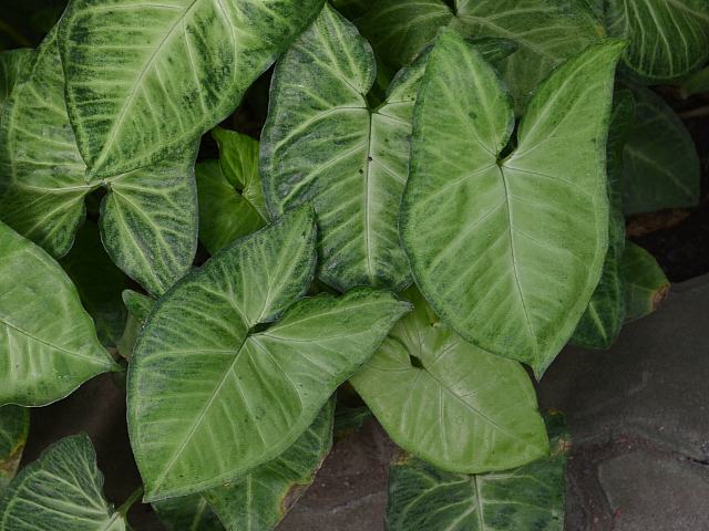 ラブリーシンゴニウム 花 言葉 すべての美しい花の画像