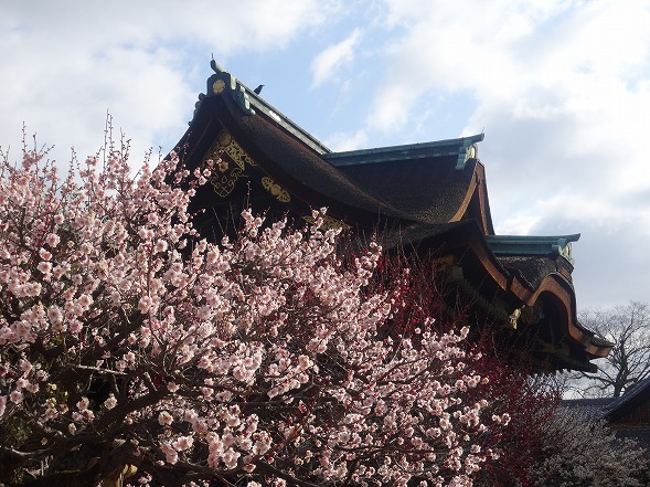 北野天満宮の梅満開_b0299042_20371373.jpg
