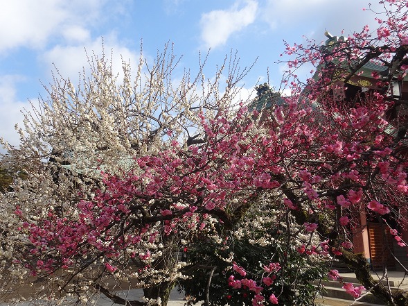 北野天満宮の梅満開_b0299042_20544278.jpg