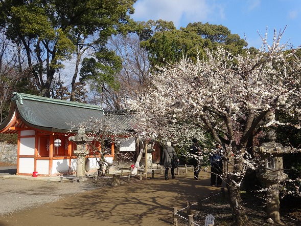 北野天満宮の梅満開_b0299042_20544815.jpg