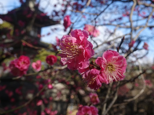 北野天満宮の梅満開_b0299042_20551362.jpg