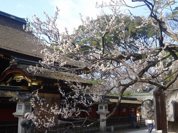 北野天満宮の梅満開_b0299042_20552634.jpg