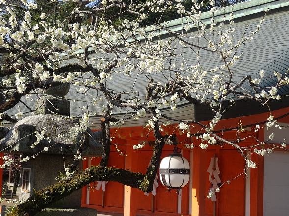 北野天満宮の梅満開_b0299042_20574947.jpg