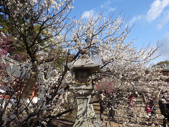 北野天満宮の梅満開_b0299042_20583211.jpg