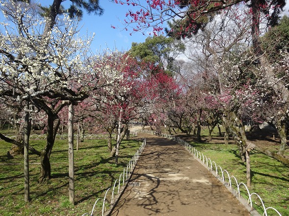 北野天満宮の梅満開_b0299042_20584888.jpg