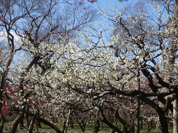 北野天満宮の梅満開_b0299042_20585768.jpg