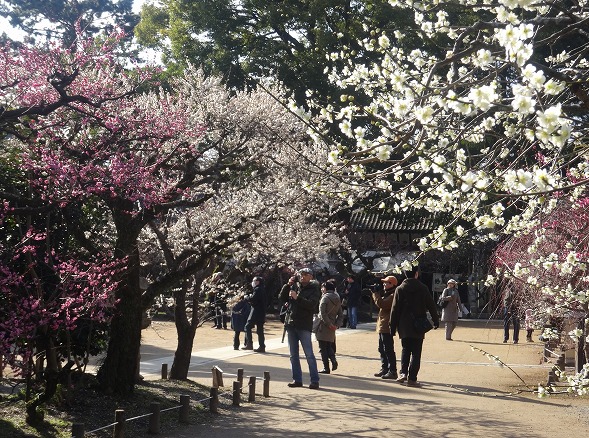 北野天満宮の梅満開_b0299042_2058638.jpg