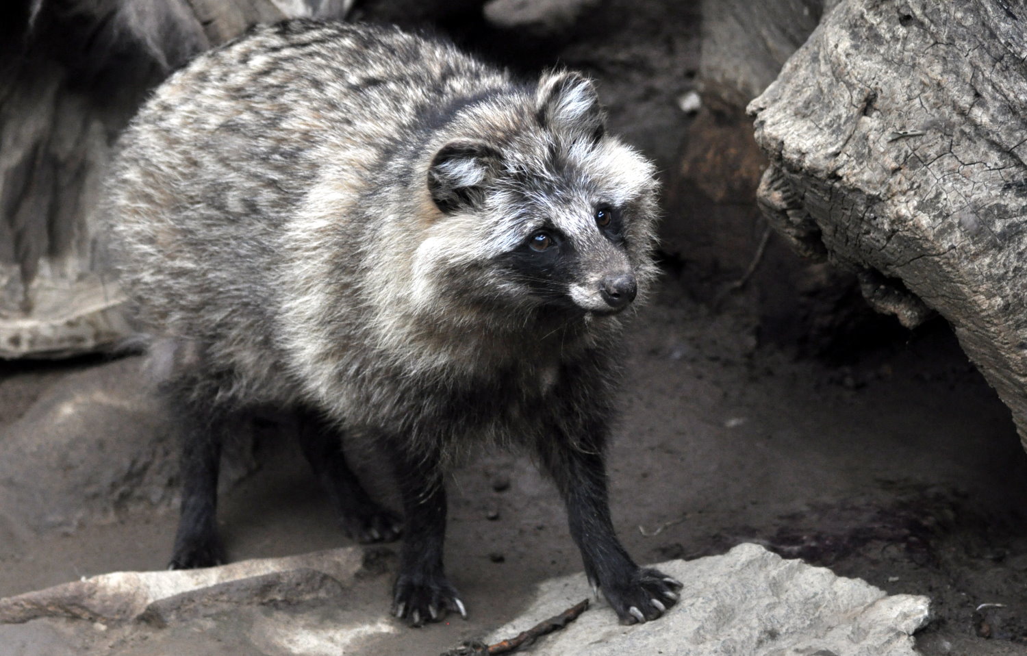 かっこいいのに 動物園の動物って ちょっとキモイよね