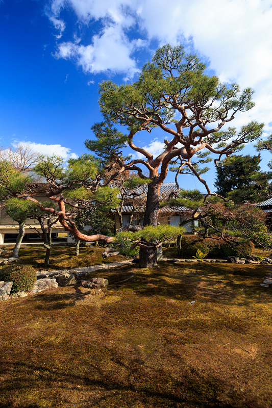 京の冬の旅・妙顕寺_f0155048_22354749.jpg