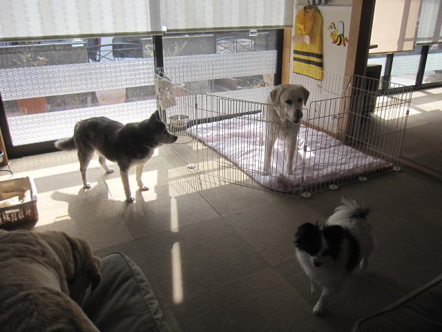 ゲロ犬ピンキー べちほたおぴんちゃんぷ ゲロ犬ピンキー べちほたおぴんちゃんぷ