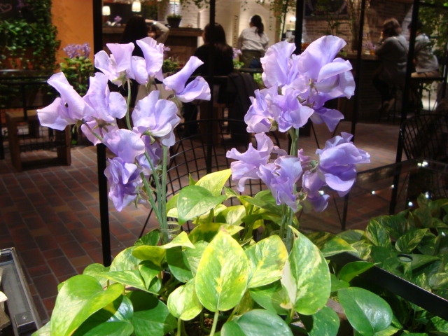 吉祥寺「青山フラワーマーケット TEA HOUSE」へ行く。_f0232060_14385283.jpg