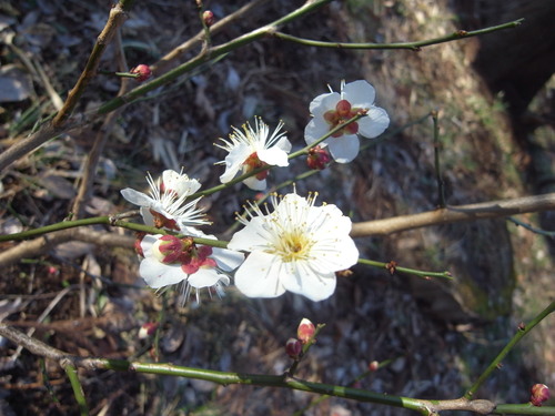 3月6日（木）　森の冬芽たち_b0220061_1545055.jpg