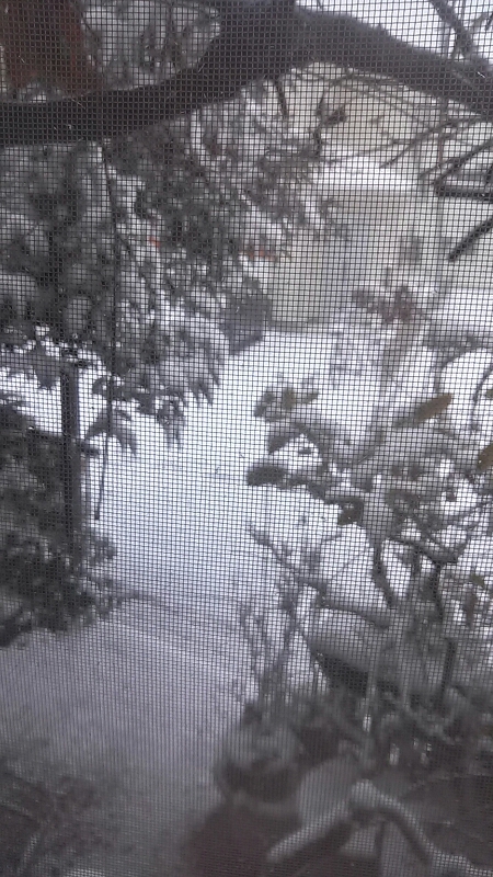 インフルエンザ&大雪_b0039578_21384185.jpg