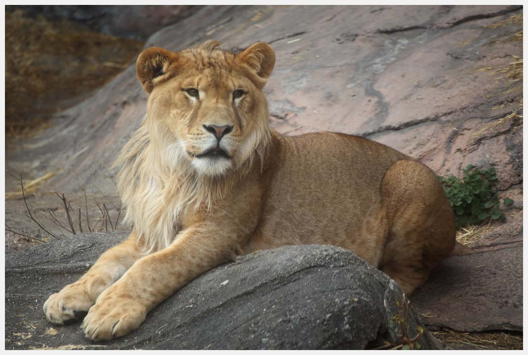 動物園　その4_e0207391_18372088.jpg