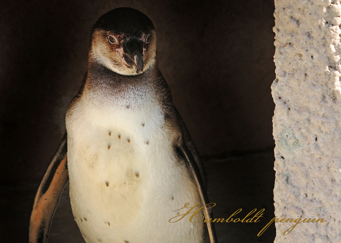 フンボルトペンギン：Humboldt penguin_b0249597_10102682.jpg