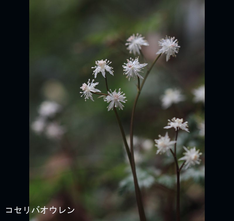 季節の花たち２０１４－２_b0223198_13451394.jpg