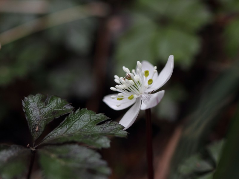 季節の花たち２０１４－２_b0223198_13461926.jpg