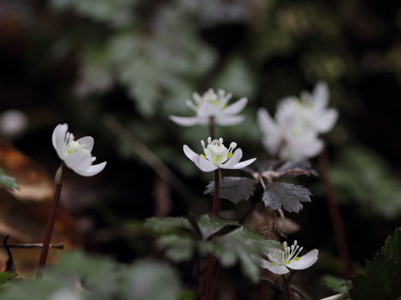 季節の花たち２０１４－２_b0223198_1346449.jpg