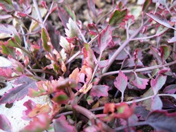 c0117898_20043116.jpg