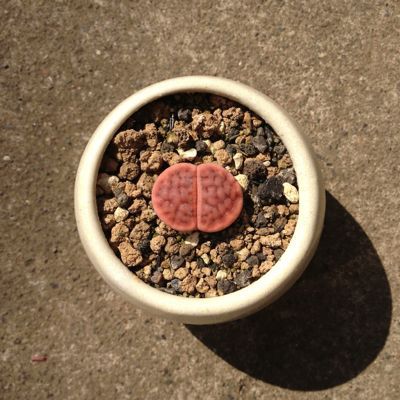 春だけど植え替え にくlog 春だけど植え替え にくlog
