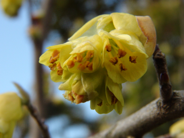 トサミズキと花大根…2014・3・9_f0231709_1039455.jpg