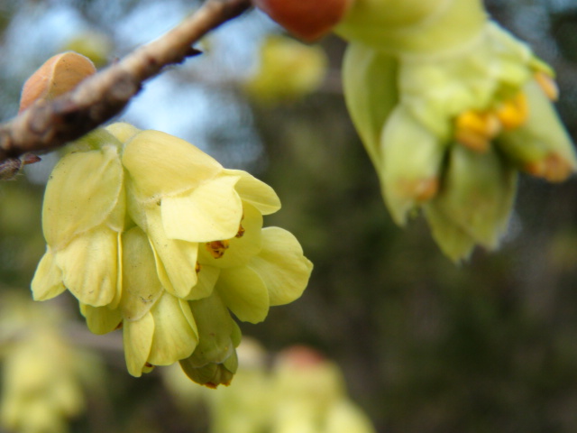 トサミズキと花大根…2014・3・9_f0231709_10413292.jpg