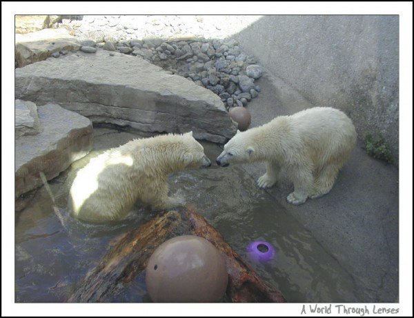 カナダ・トロント動物園のオーロラとニキータの物語 ~ 双子姉妹と繁殖との関係_a0151913_12574.jpg